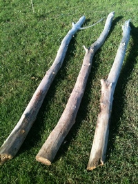 branche de bois flotté branche de bois flott 233 et racine de toutes tailles branche de bois flotté branche de bois flott 233 et racine de toutes tailles